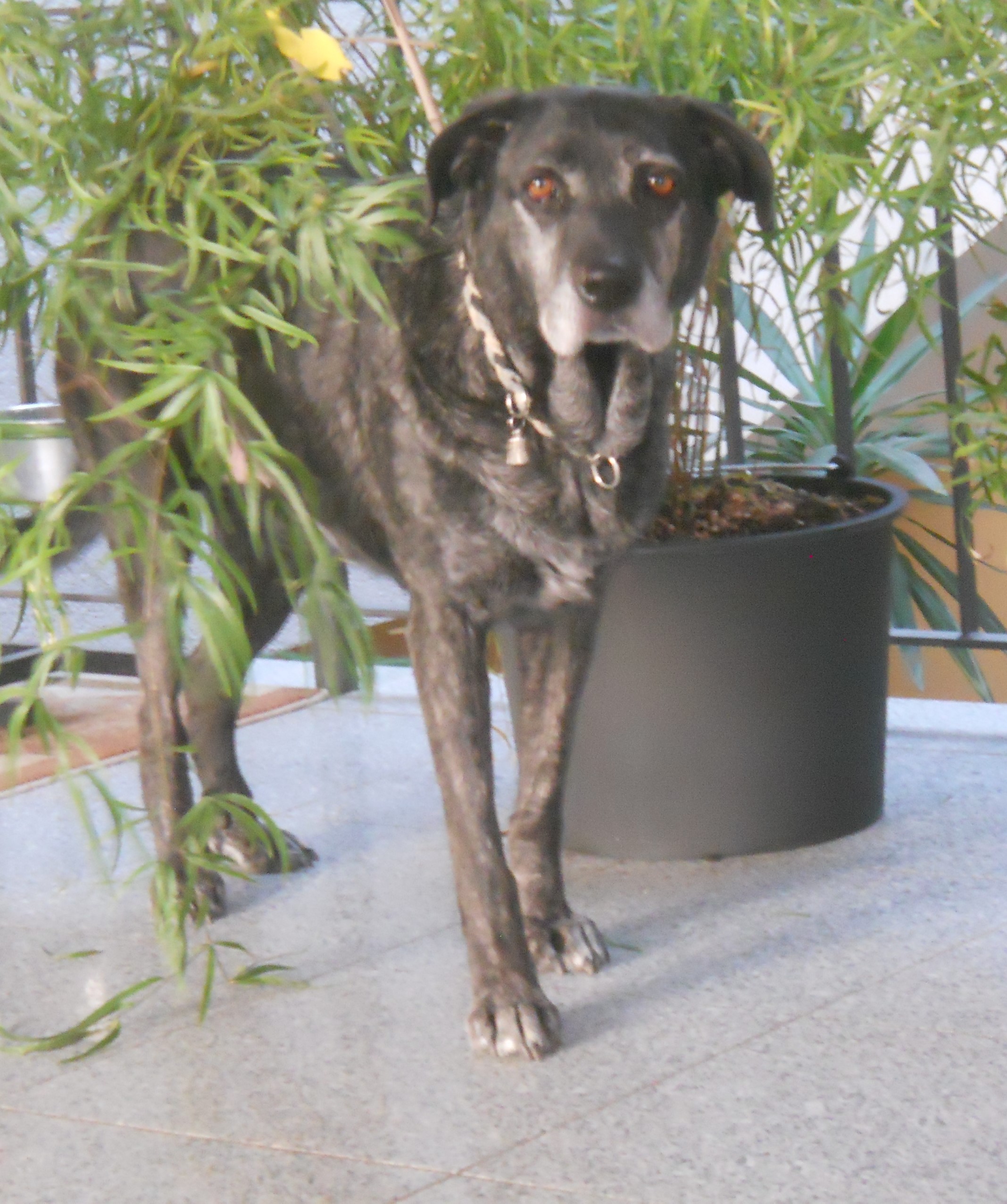 Der Bardino Einkaufstipps